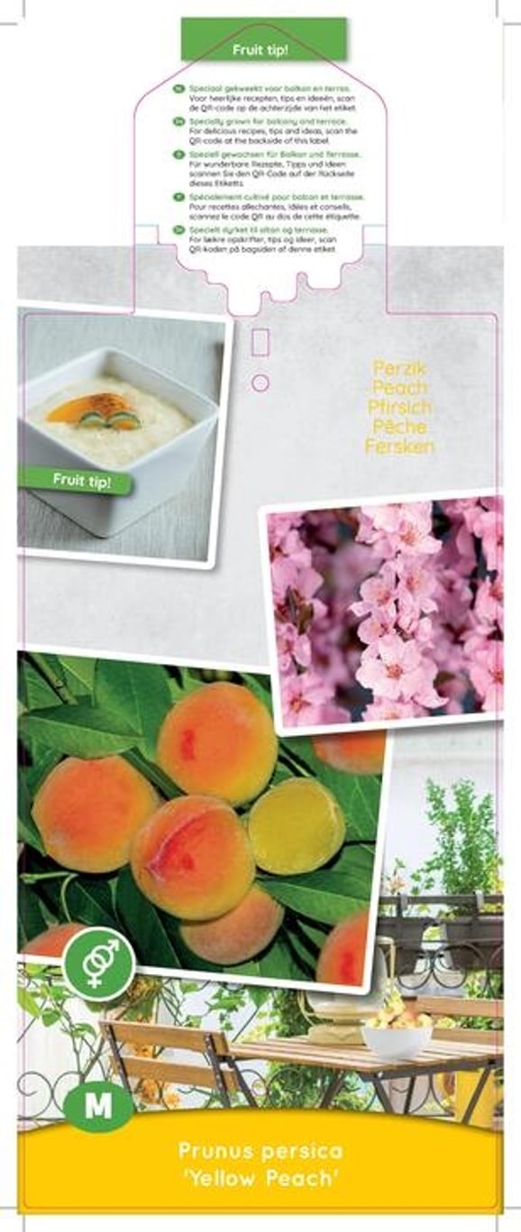 Prunus p. 'Yellow Peach' - C5 60-80 CM Patio